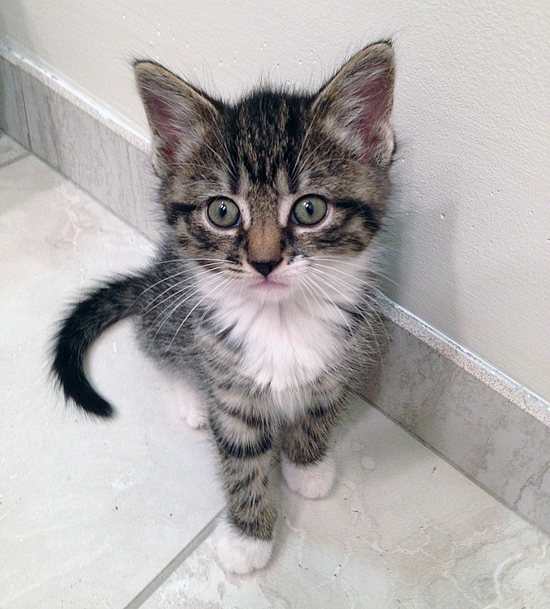 foster kitten
