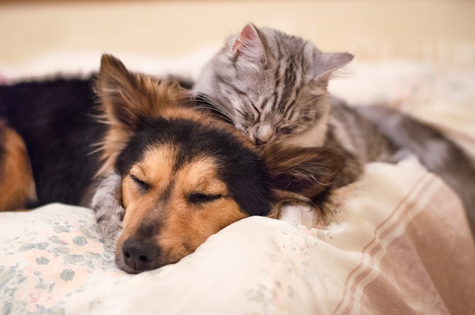 Having a quick nap together