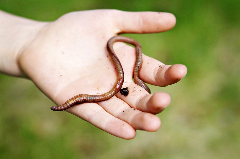 Person holding a worm Person holding a worm