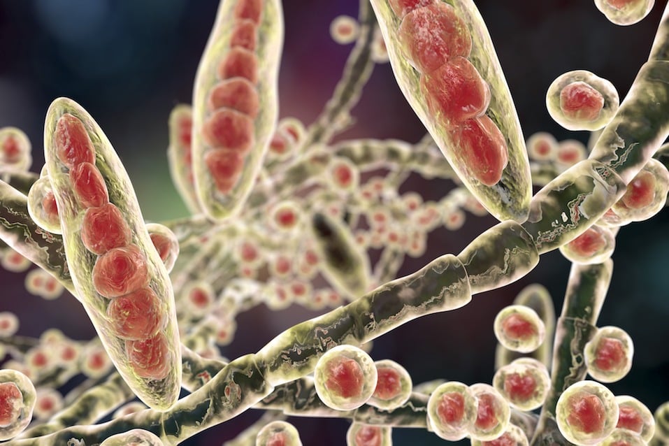 a close up image of bacteria a close up image of bacteria