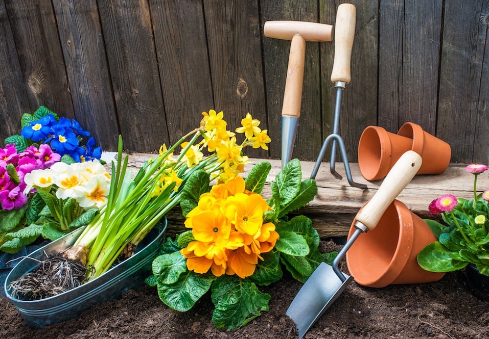 Planting flowers in pot with dirt or soil