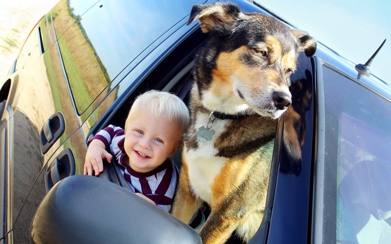 a cute, smiling baby boy and his German Shepherd dog are hanging out a minivan window on a summer day