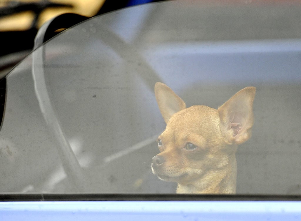 dog in car
