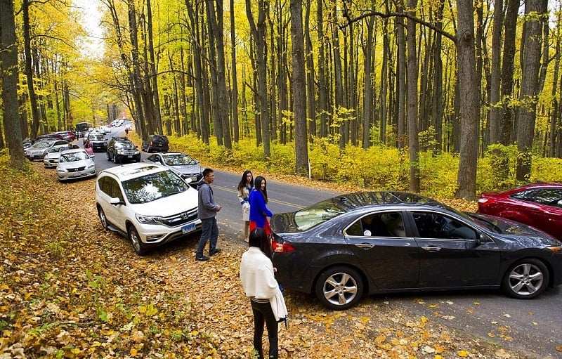 Traffic comes to a halt October 24, 2015 as hundreds of visitors pull off the road to get their Fall color photos along Skyline drive in Shenandoah National Park in Virginia. Thousands of visitors descended on the park Saturday creating miles of traffic backups at all of the entrances making traffic control a nightmare for police.