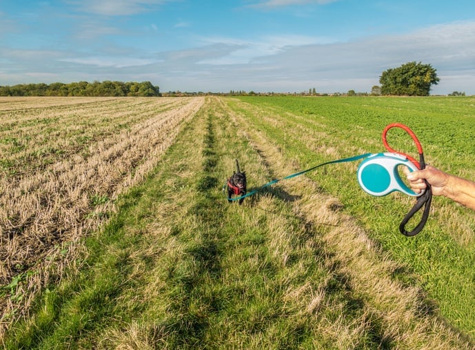 dog on retractable leash