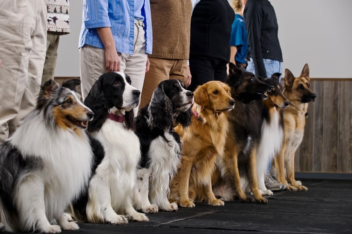 Line of dogs in obedience class