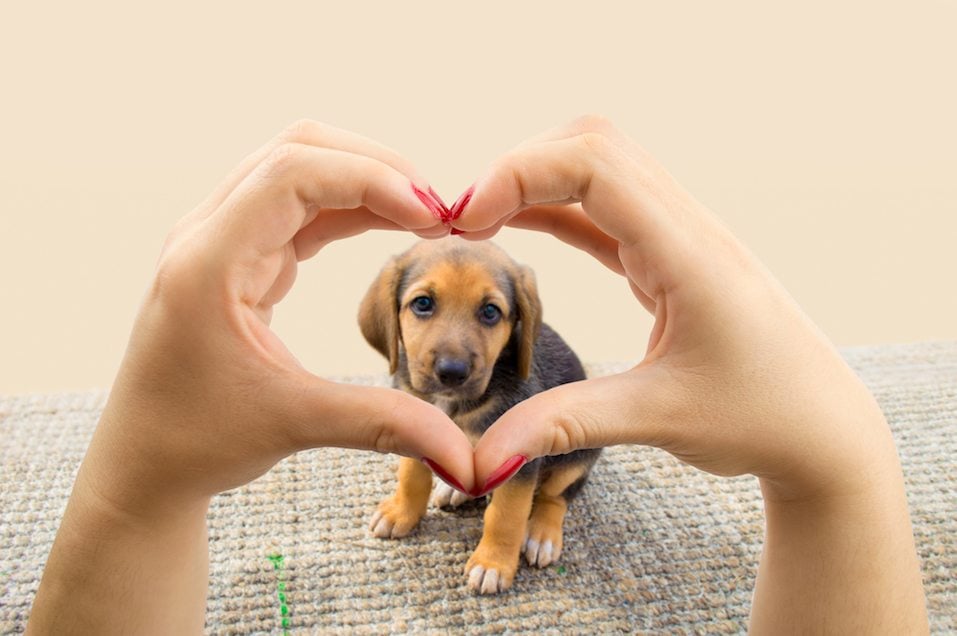 Puppy inside heart hands