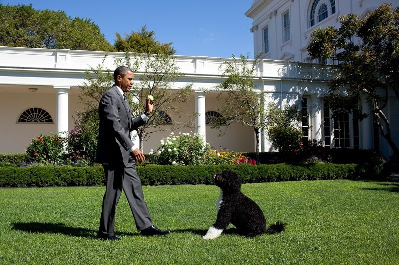 President Barack Obama throws a ball for Bo, the family dog, in the Rose Garden