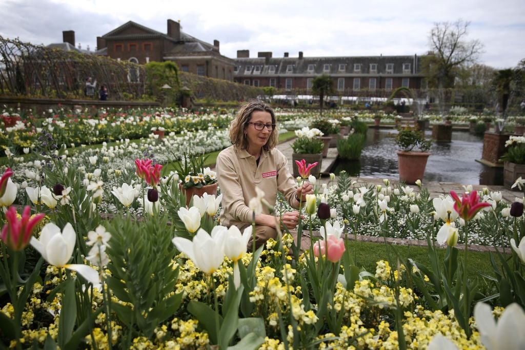 Gardener Jude Evans inspects a Tulip Gardener Jude Evans inspects a Tulip
