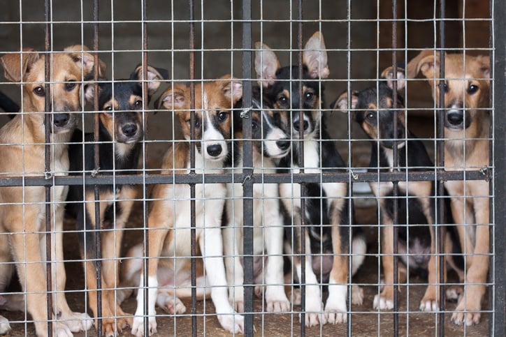 Many cute puppies locked in the cage