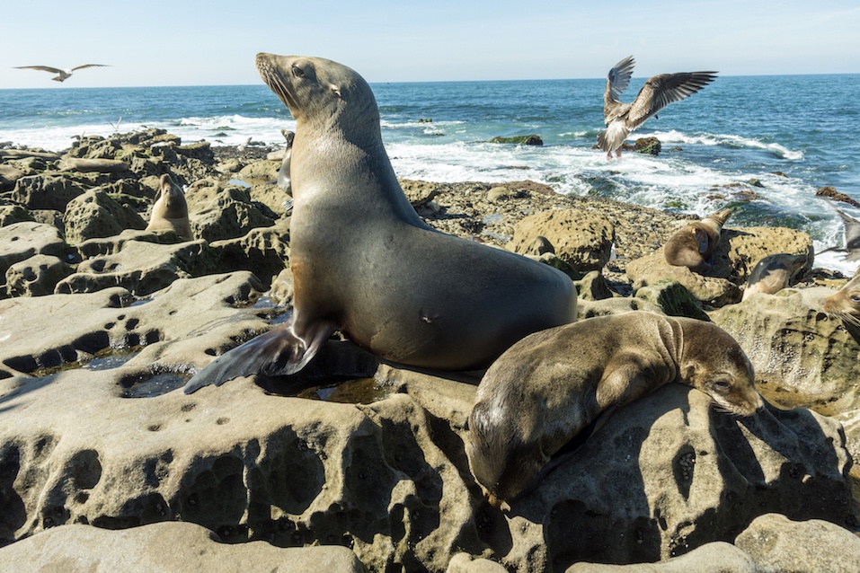 Sea Lion - family seal on the beach, La Jolla, California.USA