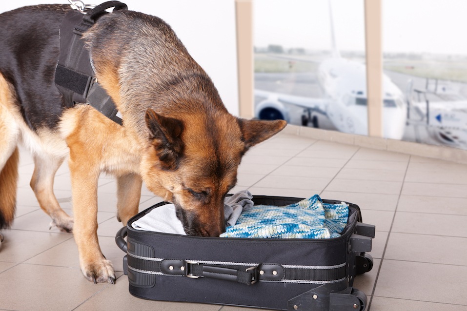 Sniffing dog at the airport
