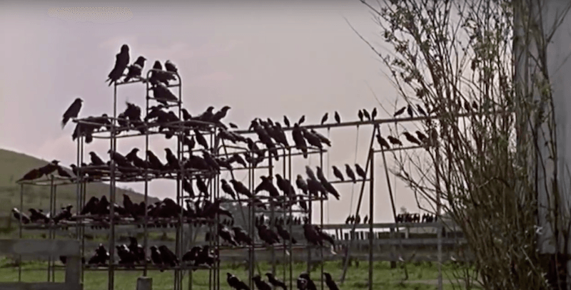 A hoard of black birds from The Birds