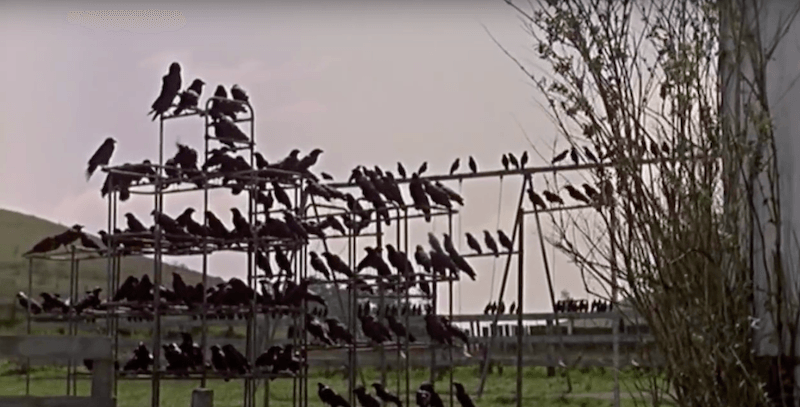 A hoard of black birds from The Birds A hoard of black birds from The Birds