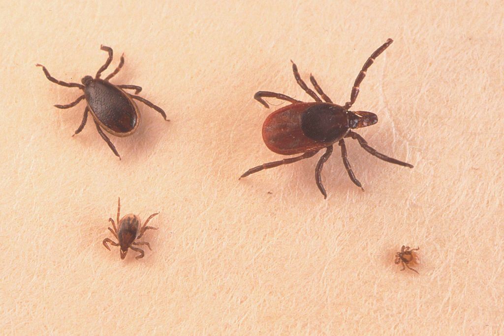 Ticks carry Lyme disease from larva ticks to adult ticks Adult Female, Adult Male Nymph, & Larva Ticks