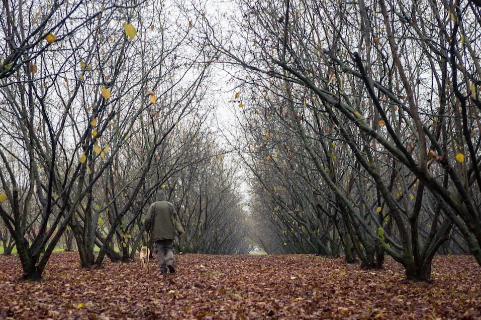 Truffle hunting, Piedmont, Italy