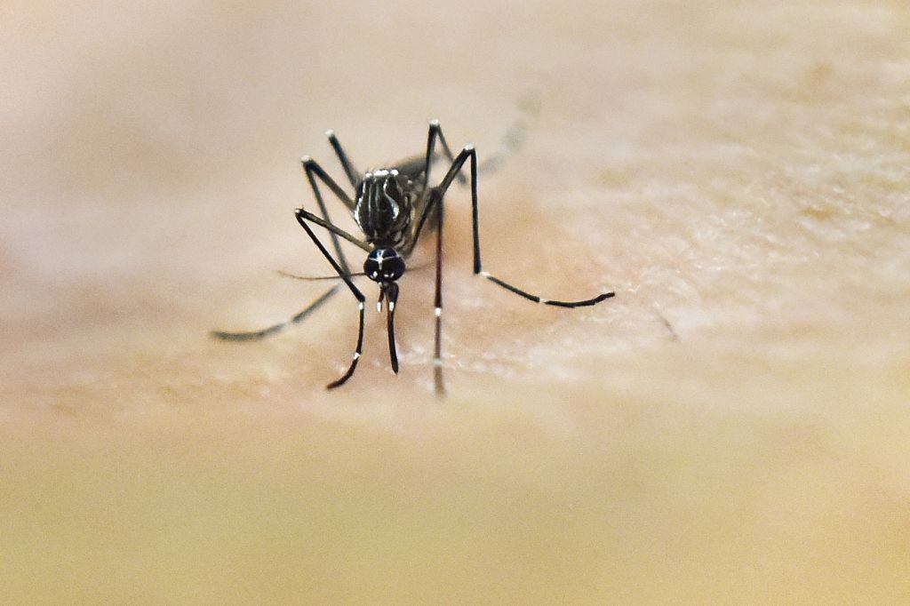 Mosquito in a Lab