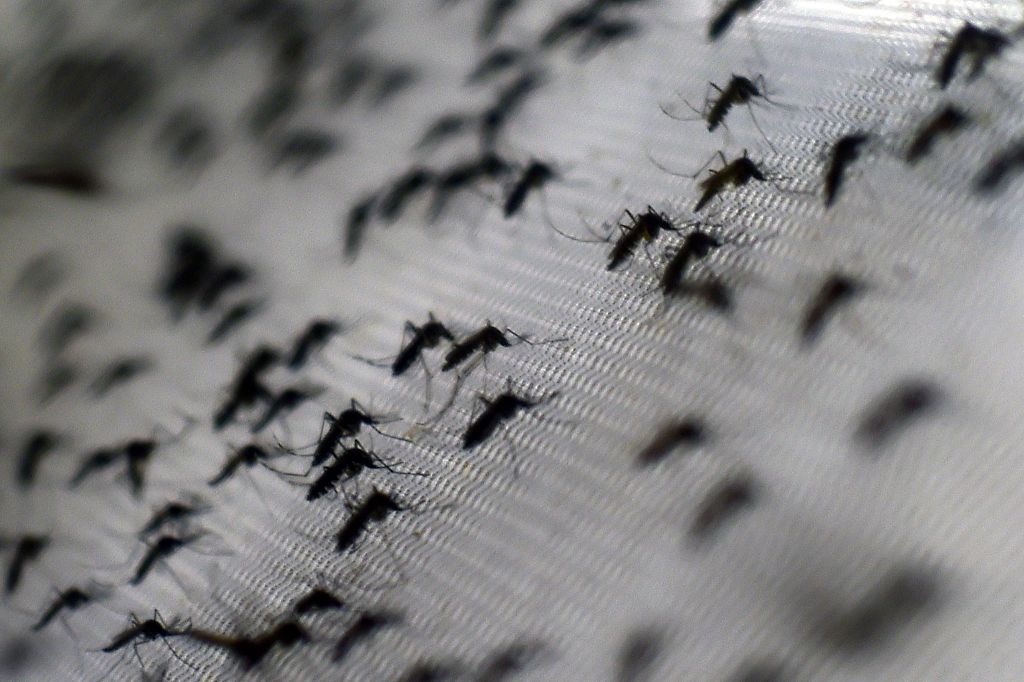 Aedes aegypti mosquitoes