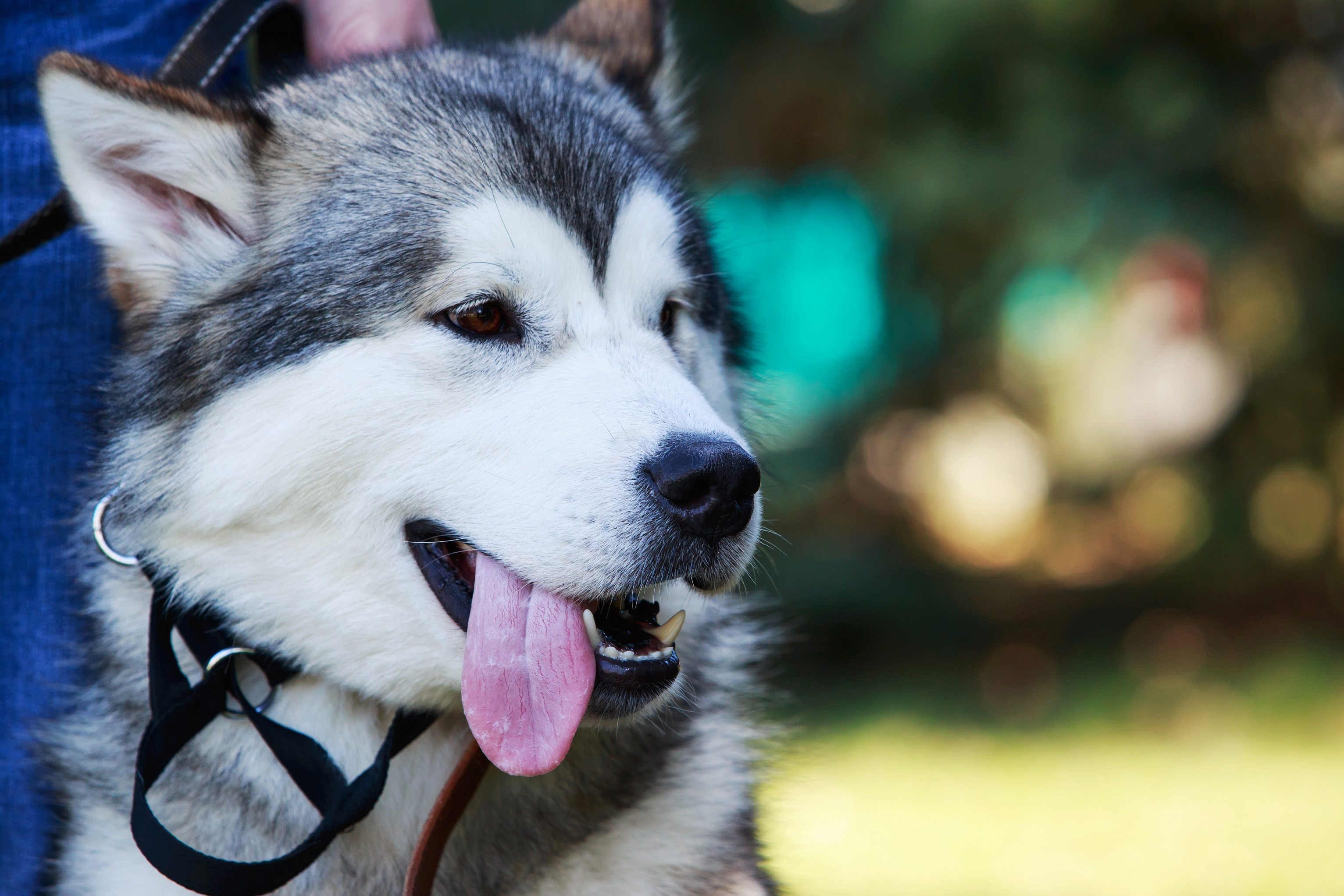 siberian husky st bernard mix