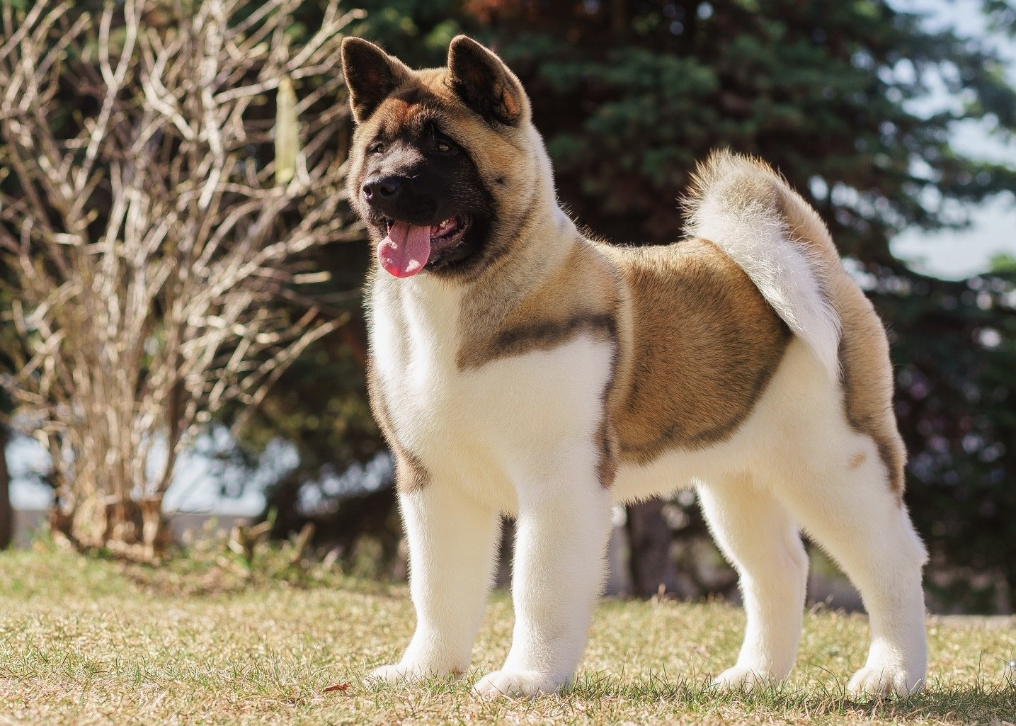 most loyal large dog breeds