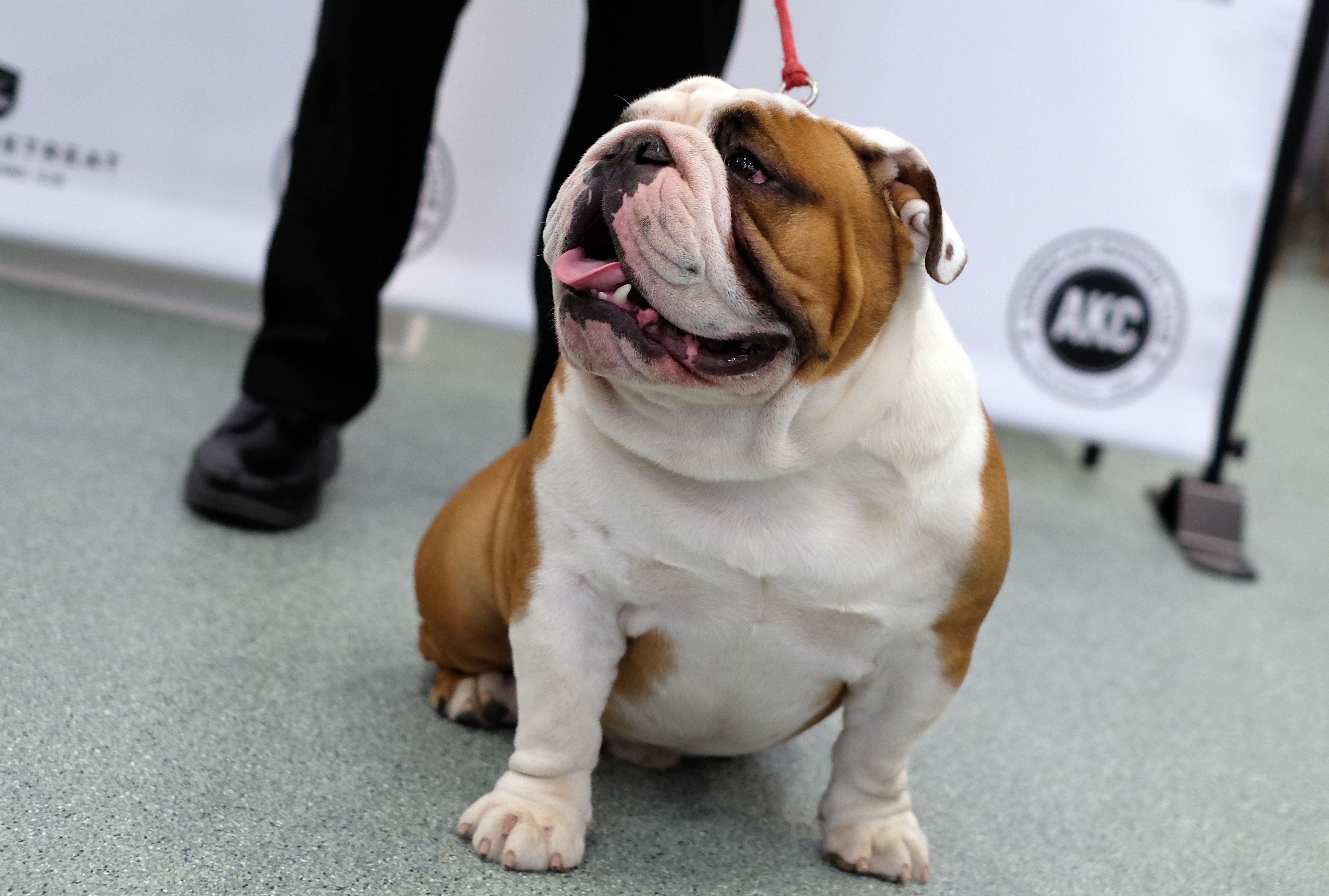 are american bulldogs banned