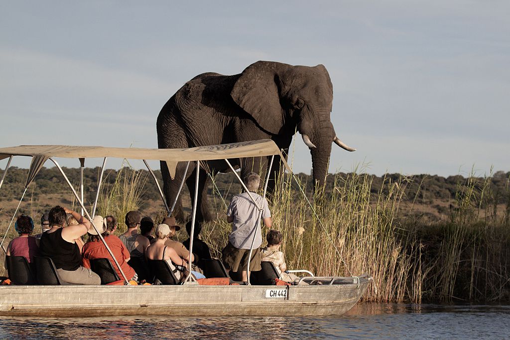 African safari