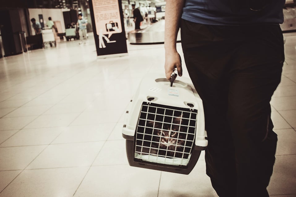 cat closed inside pet carrier in airport