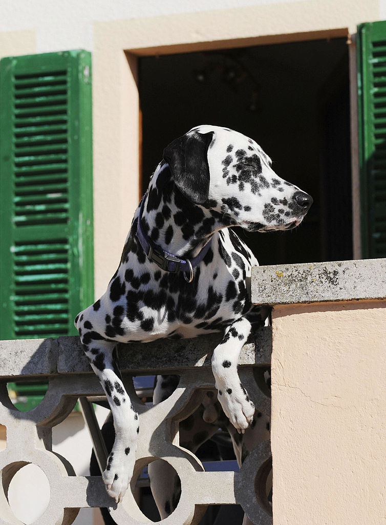 Dalmatian peaking out of window