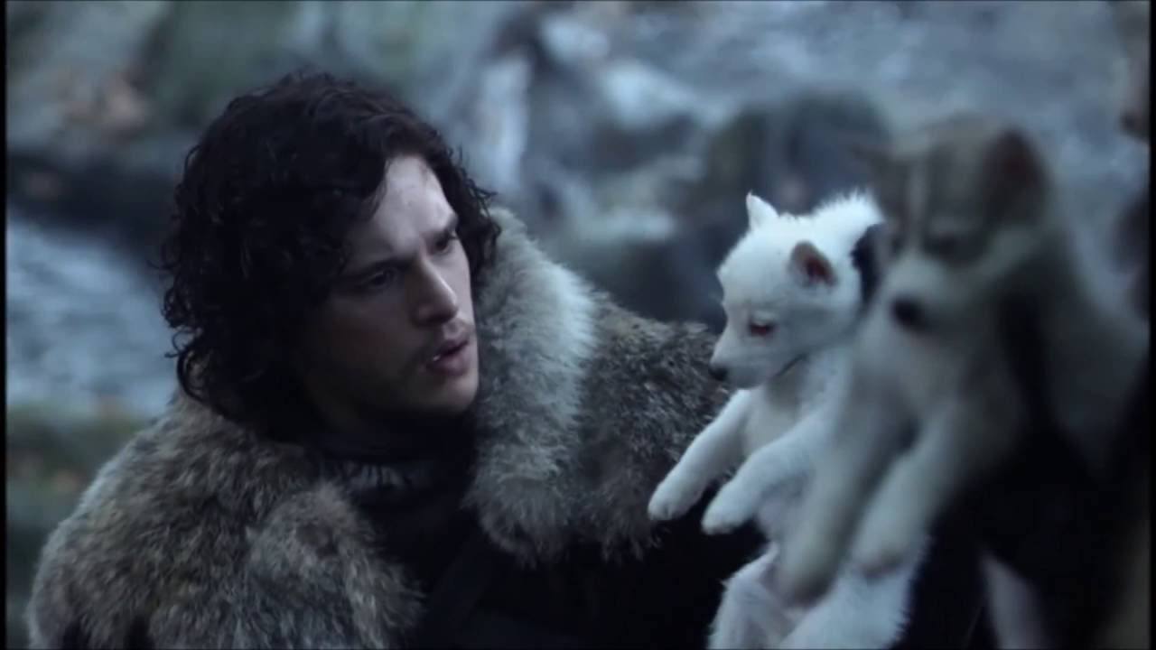 Game of Thrones dogs