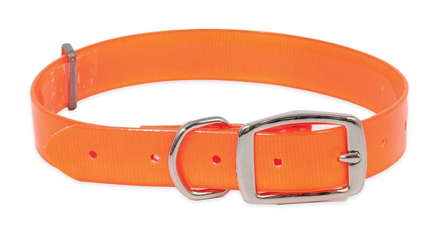orange dog collar