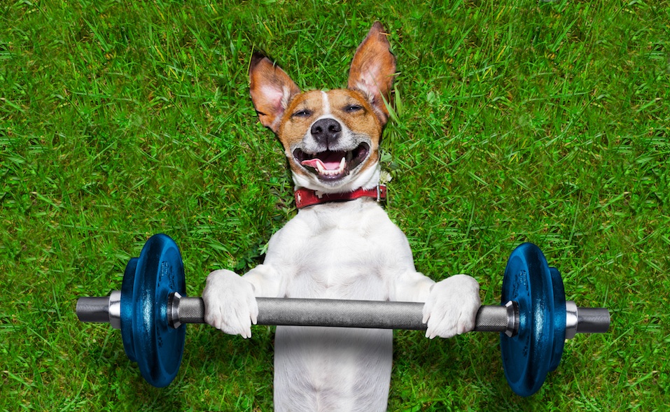 super strong dog lifting bing blue dumbbell bar