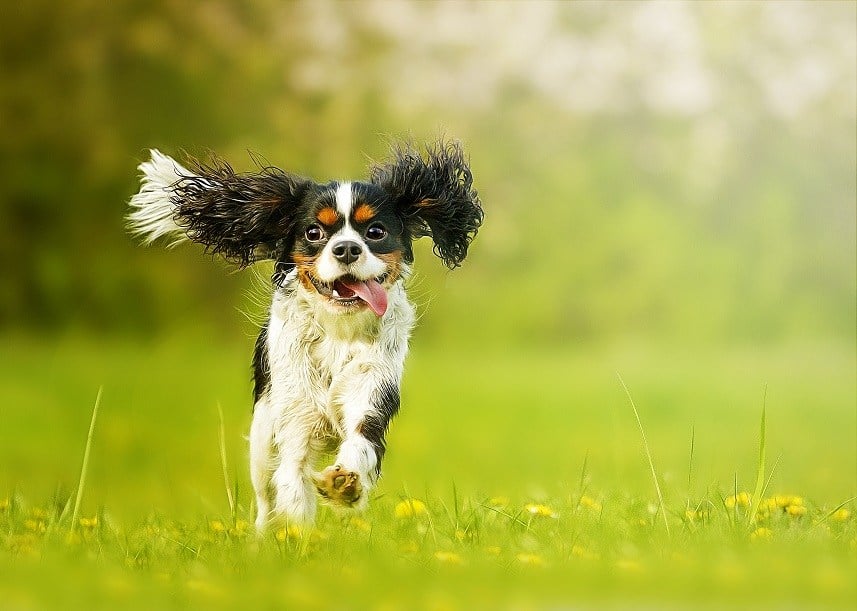 cavalier king charles spaniel running in grass