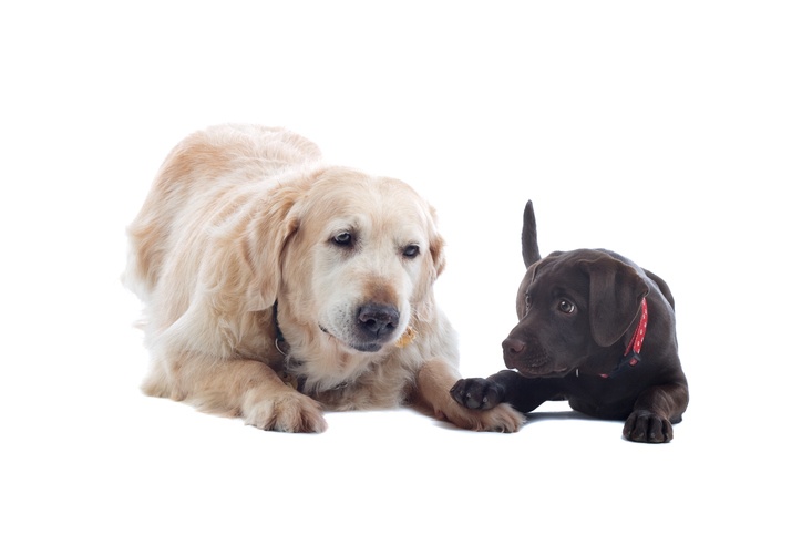 golden retriever and a chocolate Labrador pup