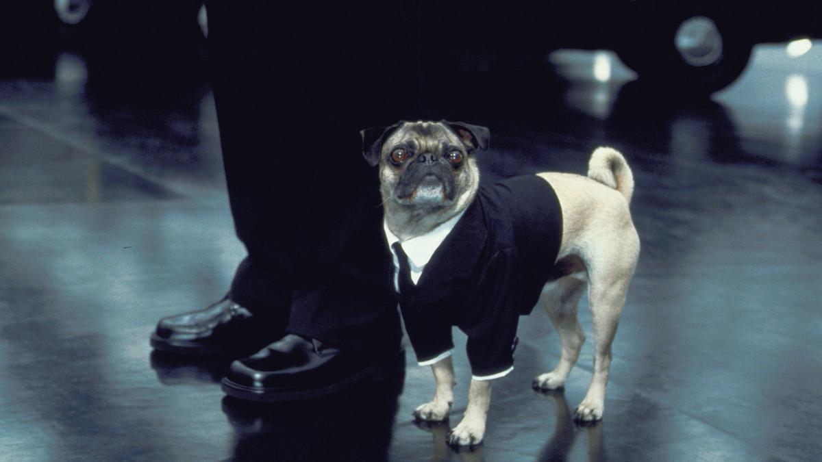 Pug dog from the Men in Black movie