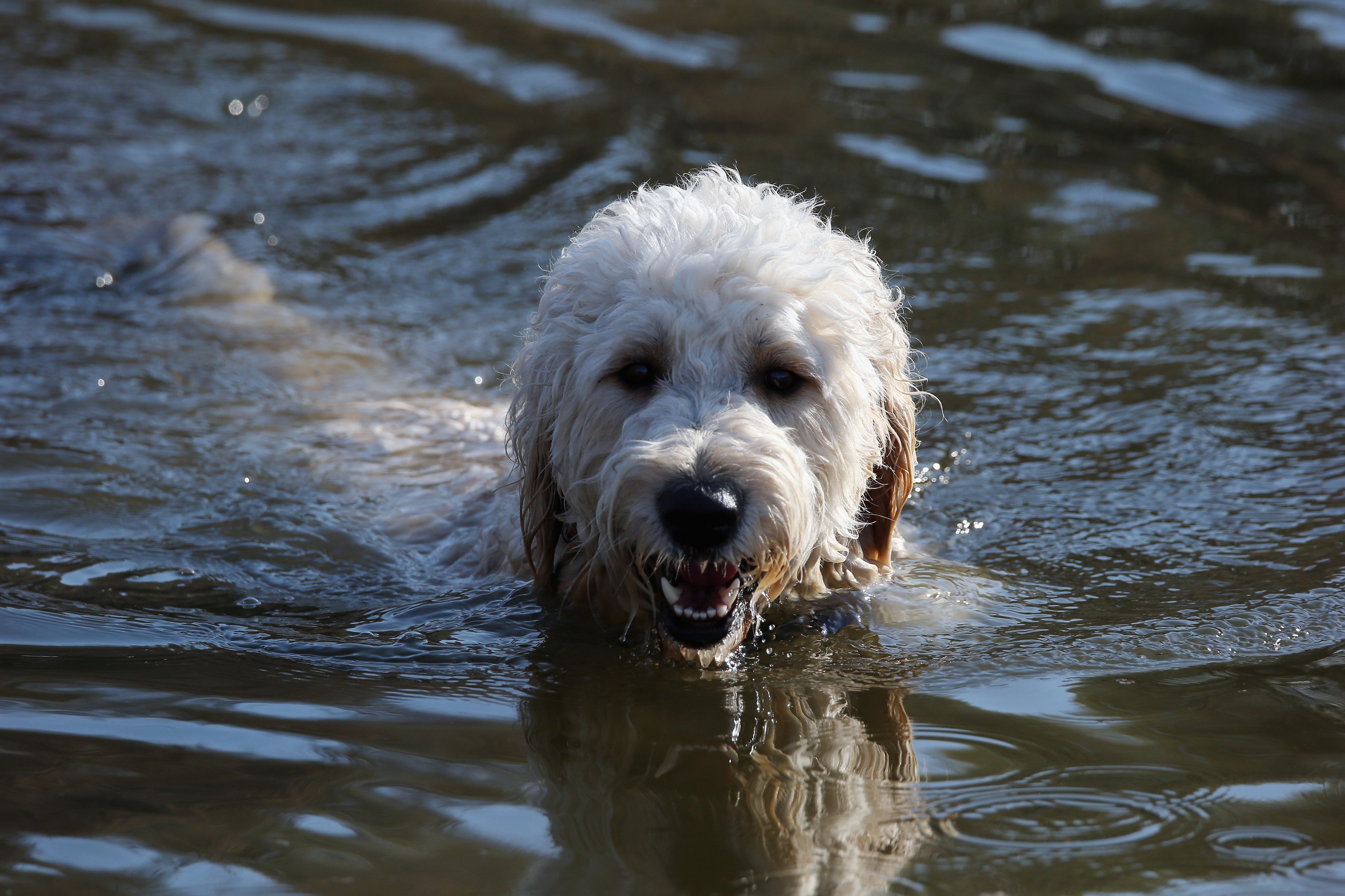 mixed breed dog