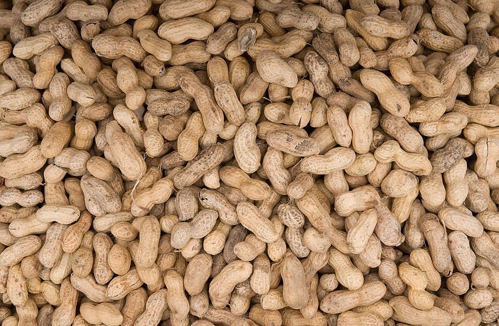 Peanut allergies might be a thing of the past Peanut allergy pill helps cure peanut allergy