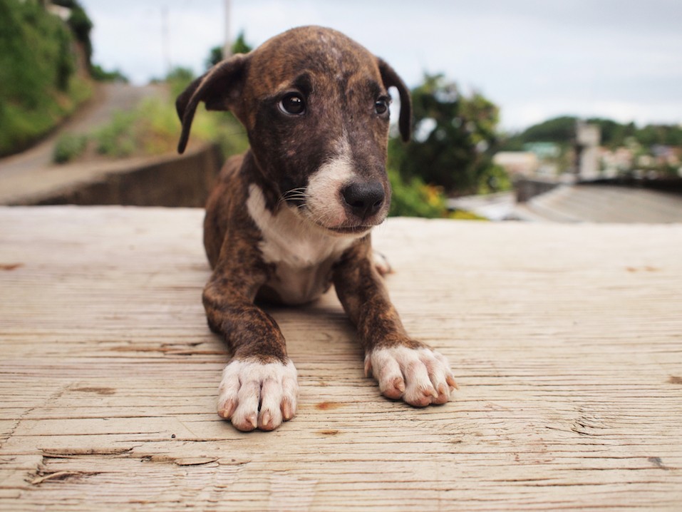 Stray dog found on the street in saint vincent
