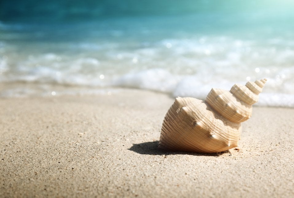 seashell on the beach