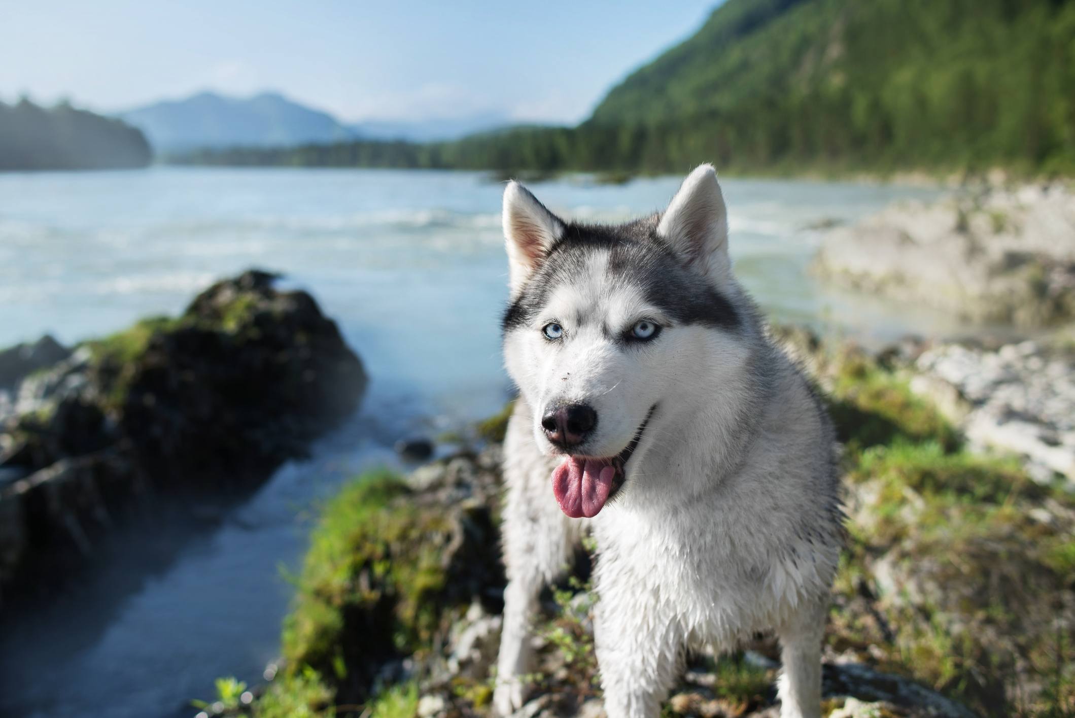 Siberian Husky in front of a lake