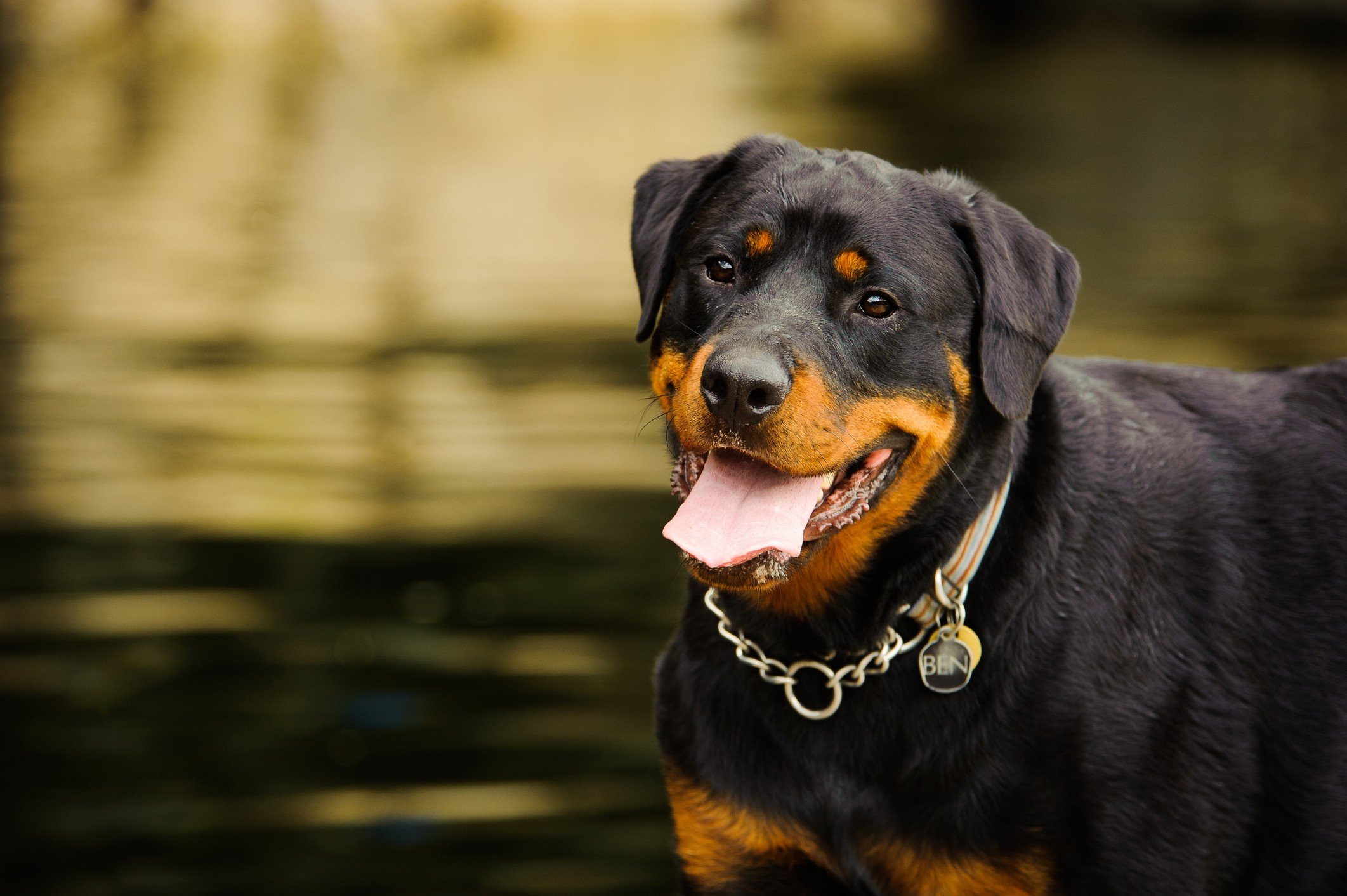 Smiling rottweiler in front of water