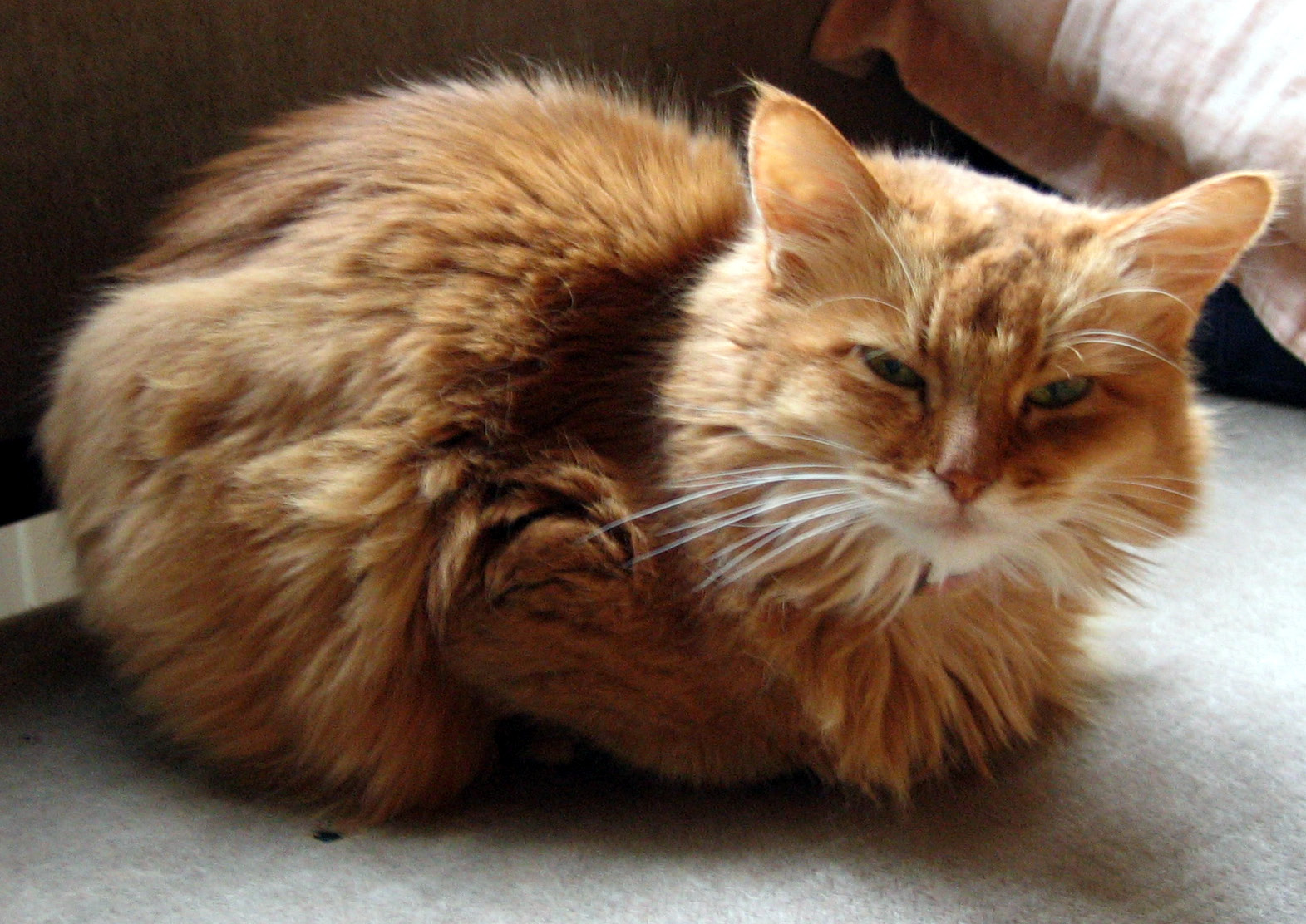 Somali Cat