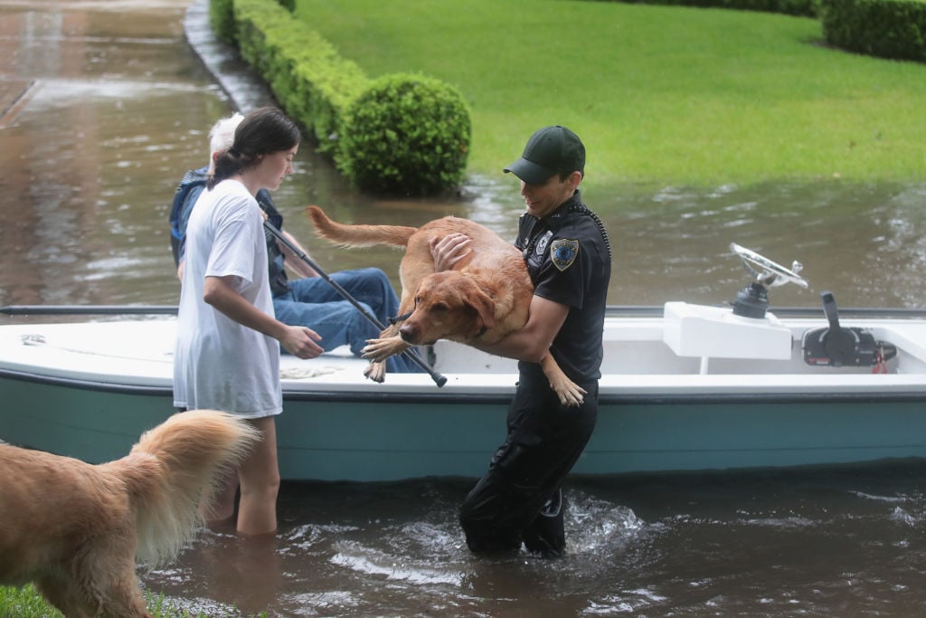 Volunteer helping dogs into boat in Texas during a flood.