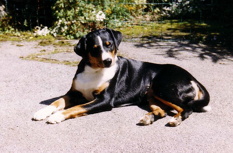 Appenzeller Sennenhunde