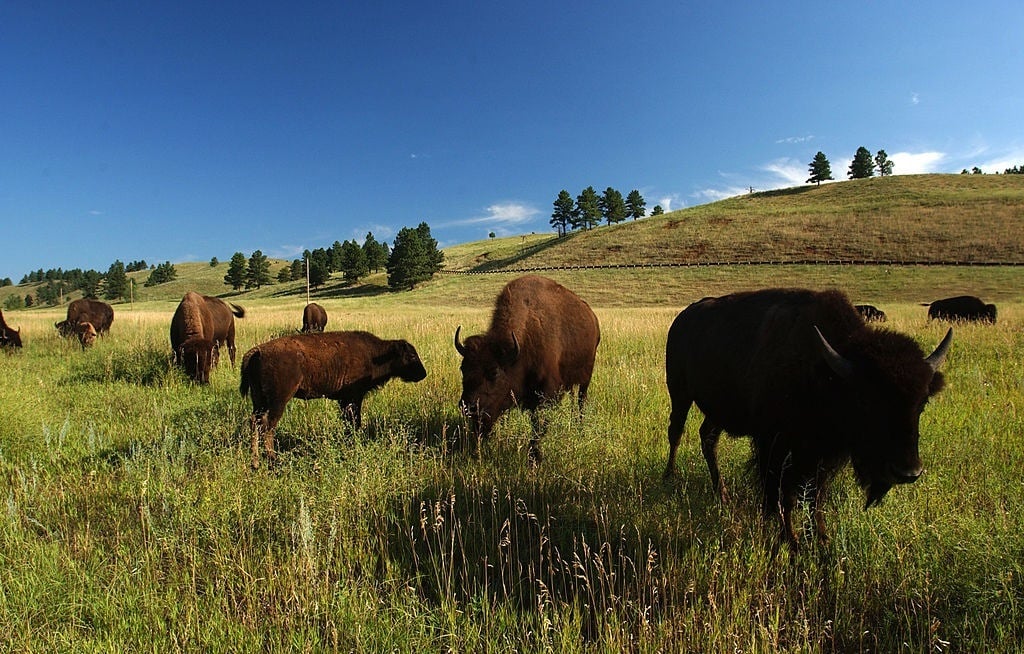 Bison graze in Custer State Park n the southern Black Hills of South Dakota.