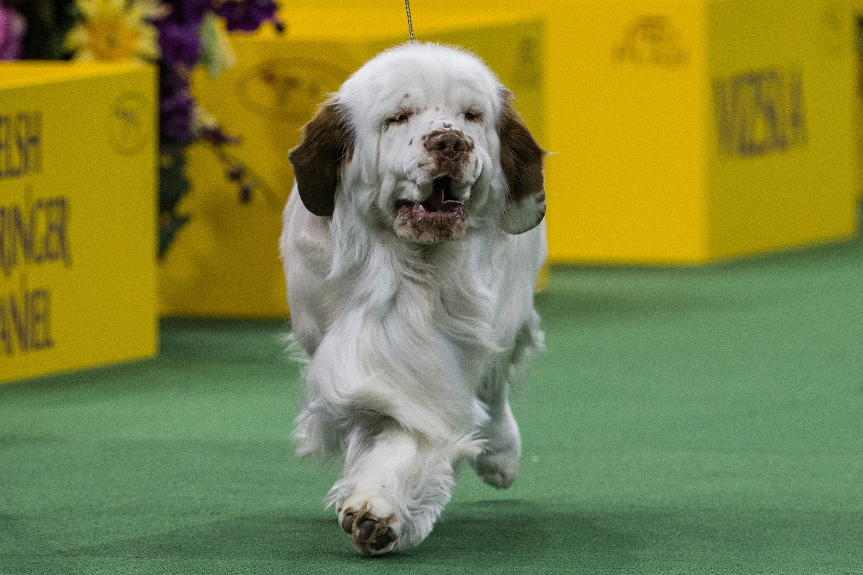 Clumber spaniel