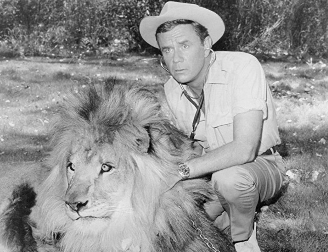 Marshall taking care of a lion. Marshall taking care of a lion.