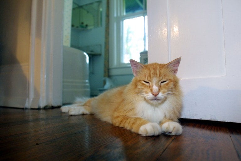 cat lying on floor