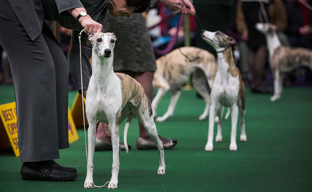 whippets