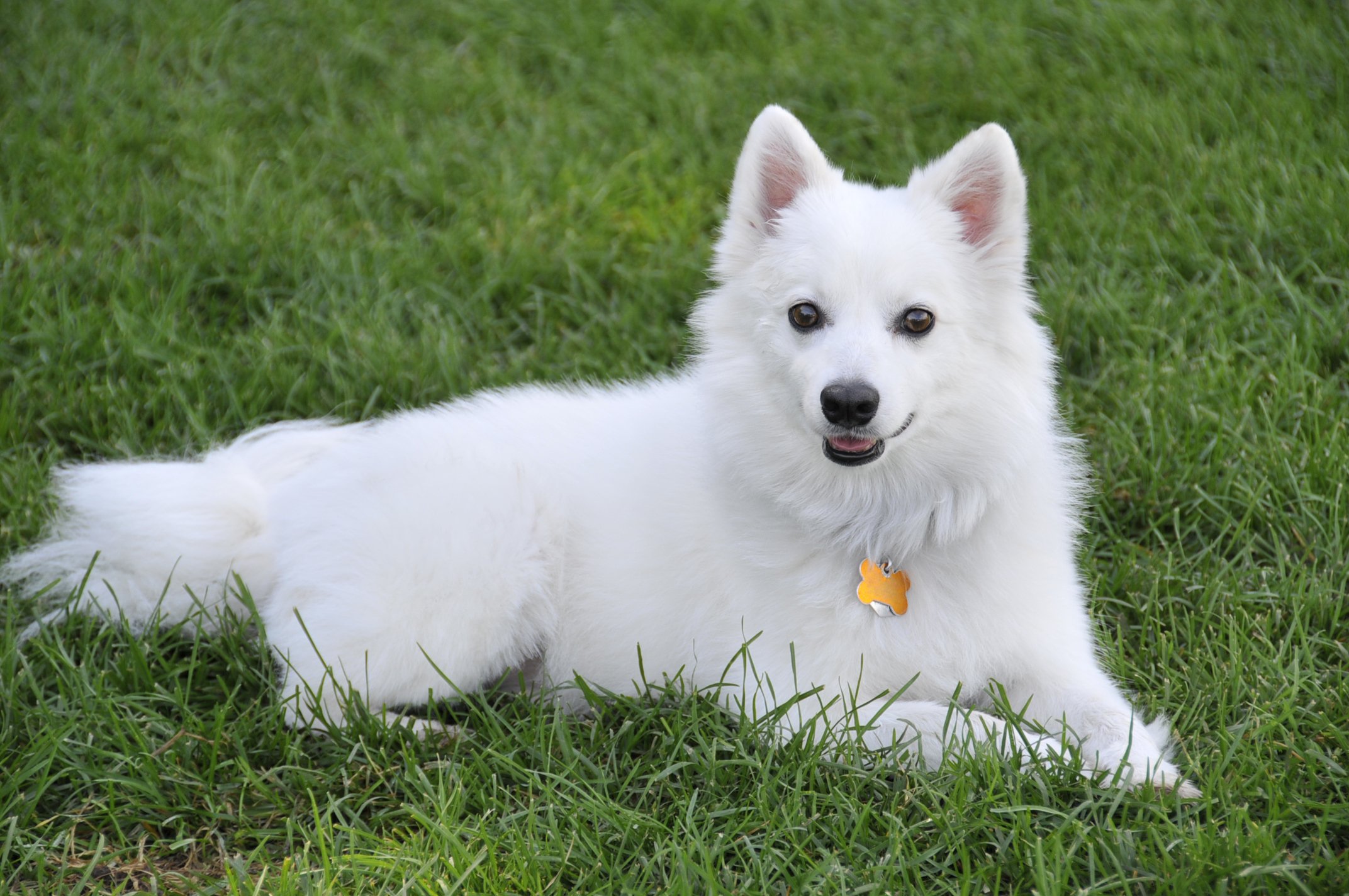 how loud is a barking dog