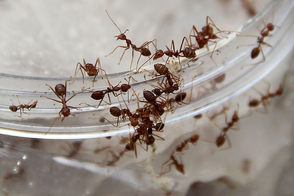 Ant infestation